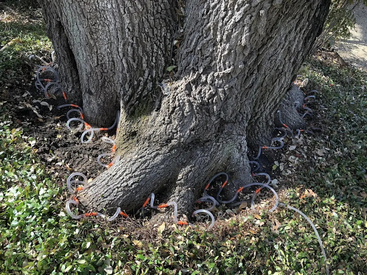 Detailed Tree Cabling and Bracing job site in Lowndesboro